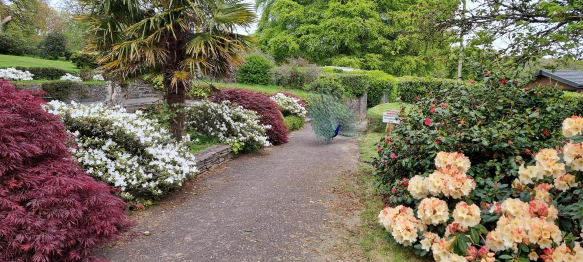 Great Trethew Manor Hotel & Self Catering Lodges リスカード エクステリア 写真
