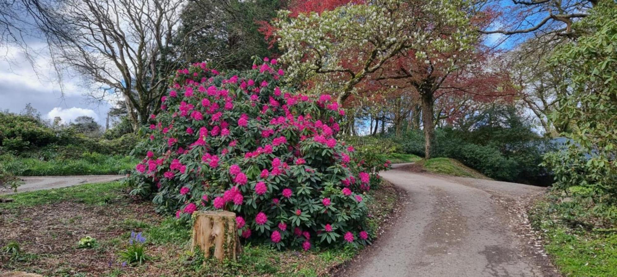 Great Trethew Manor Hotel & Self Catering Lodges リスカード エクステリア 写真