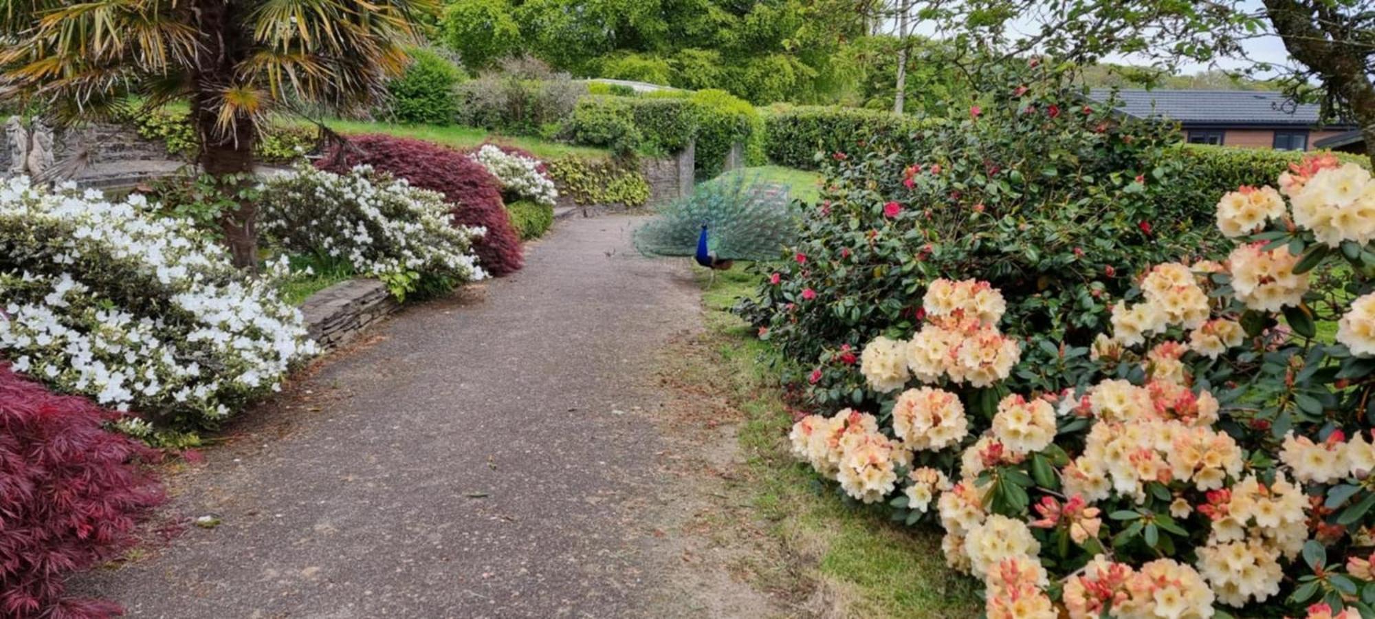 Great Trethew Manor Hotel & Self Catering Lodges リスカード エクステリア 写真