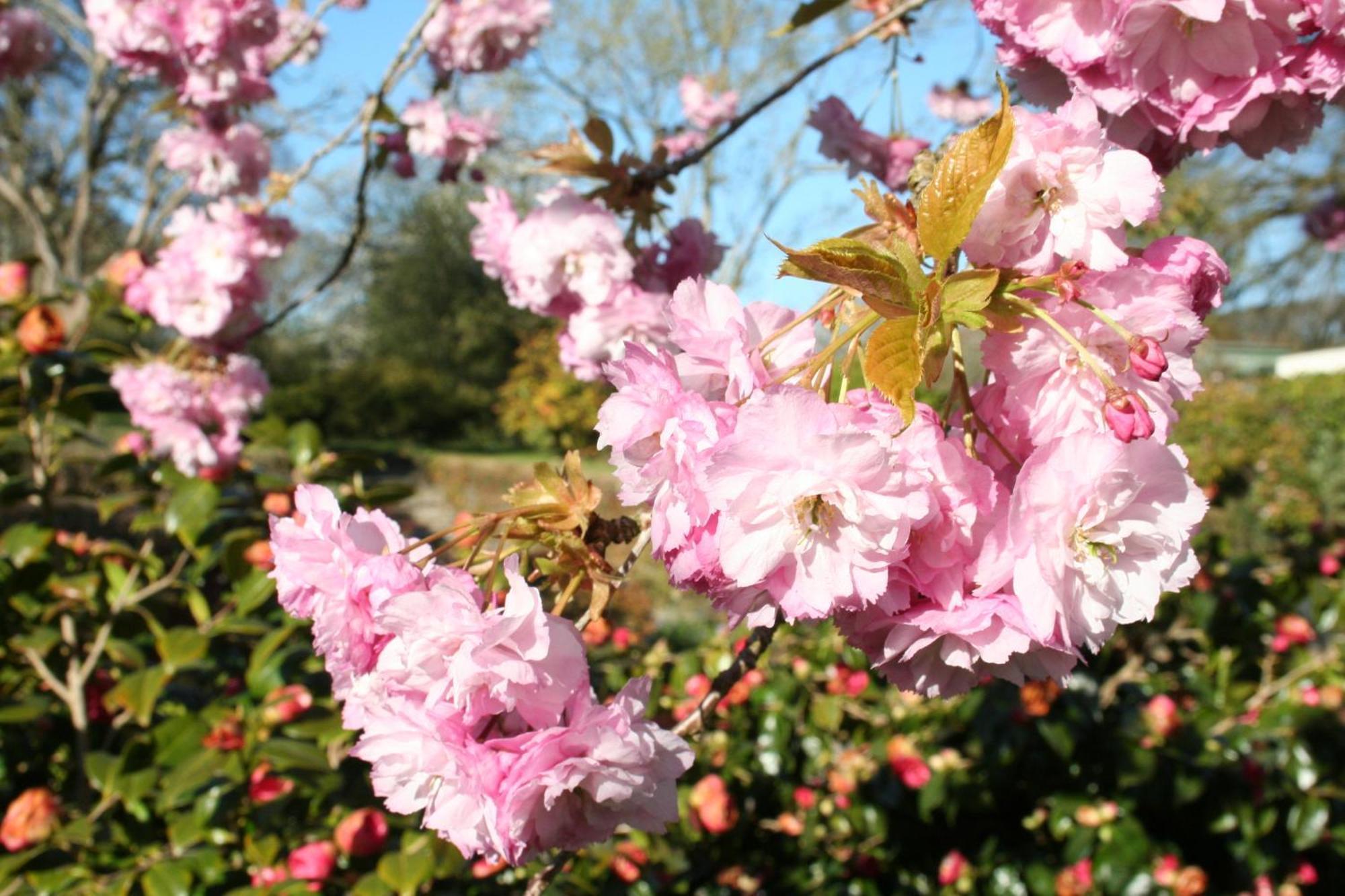 Great Trethew Manor Hotel & Self Catering Lodges リスカード エクステリア 写真