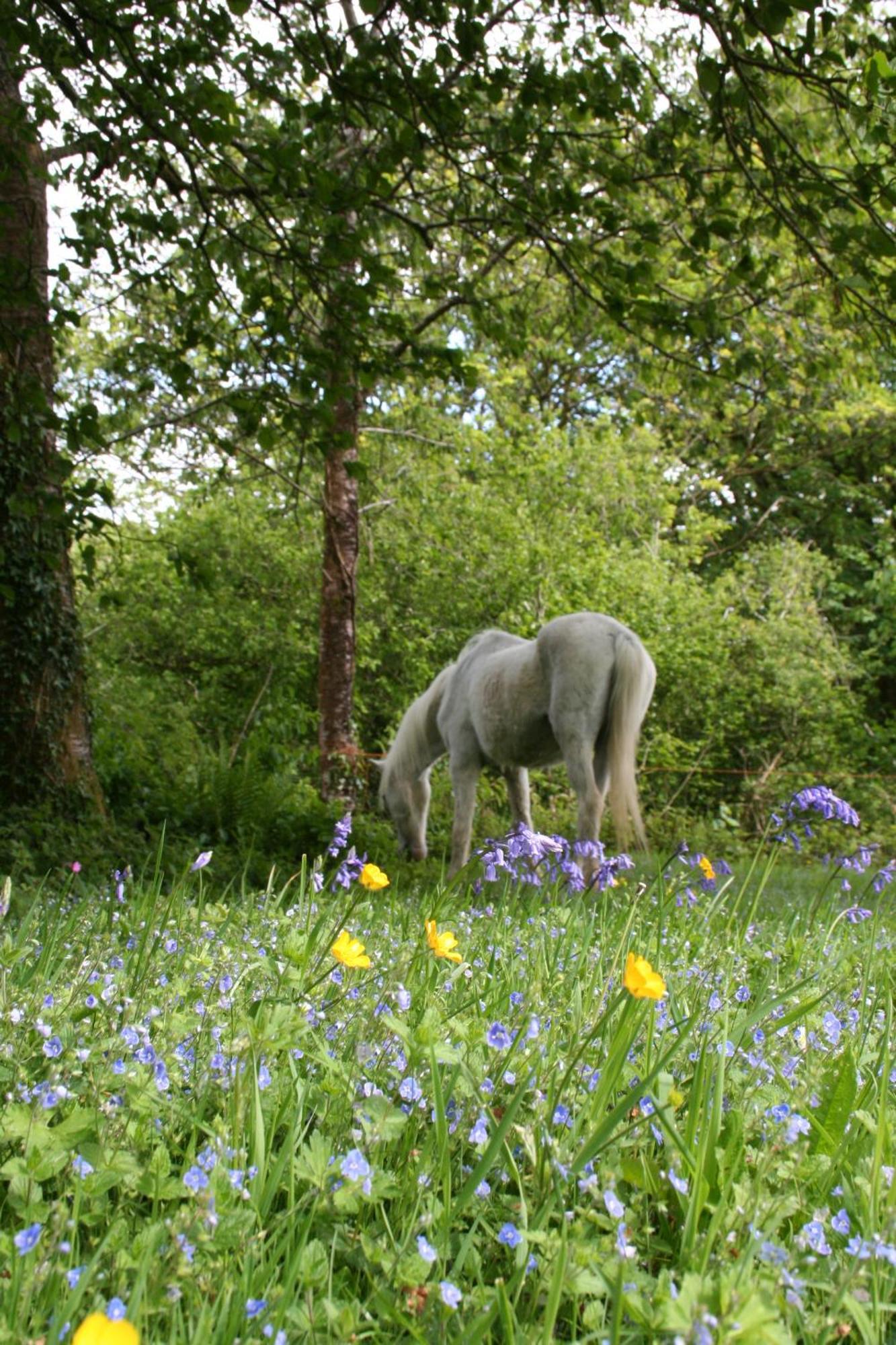 Great Trethew Manor Hotel & Self Catering Lodges リスカード エクステリア 写真