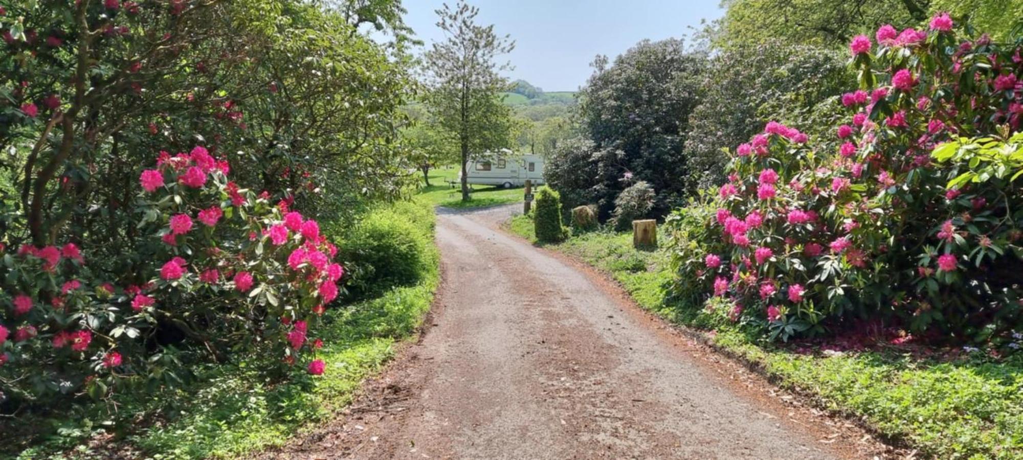 Great Trethew Manor Hotel & Self Catering Lodges リスカード エクステリア 写真
